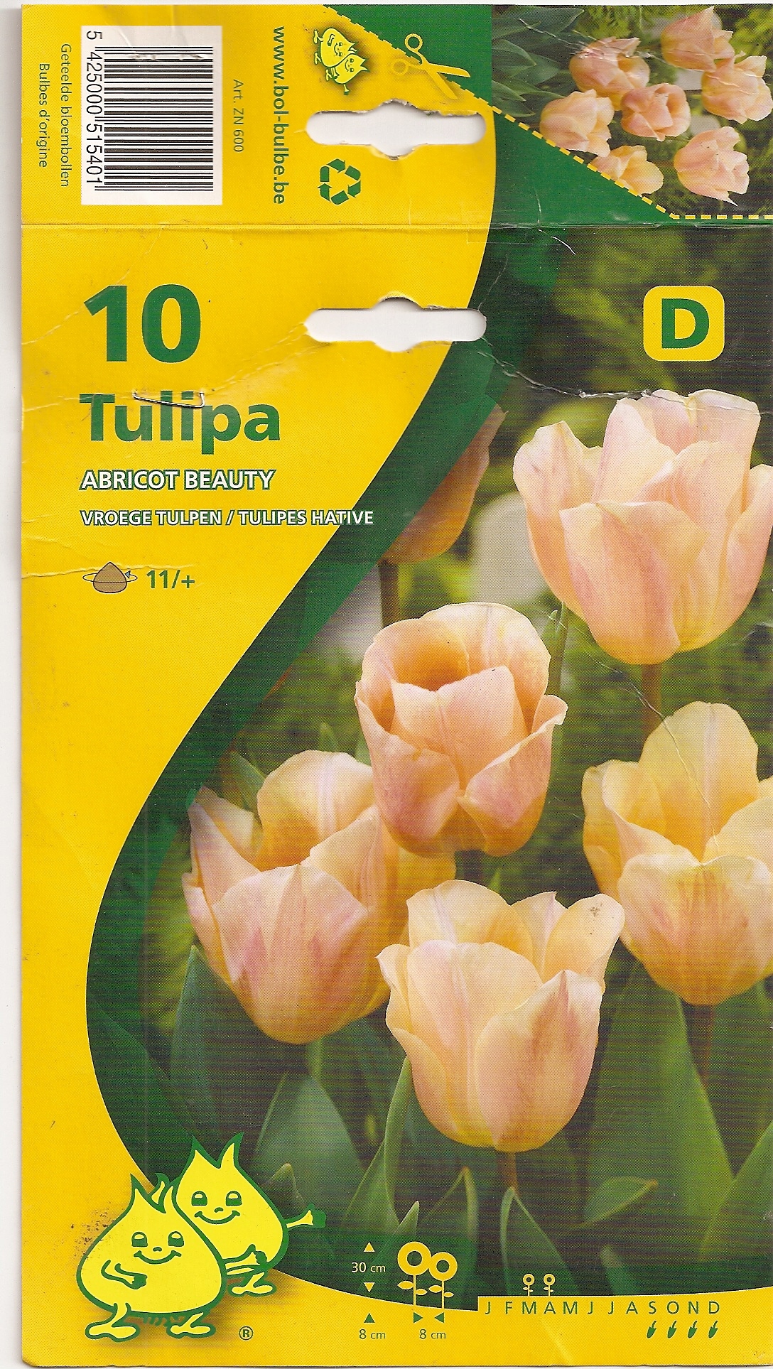 Tulipe Abricot Beauty.jpg